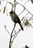 BIRD - ID NEEDED - BACH MA NP VIET NAM (4).JPG