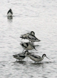 BIRD - AVOCET - PIED AVOCET - MAI PO WETLANDS HONG KONG 15.JPG