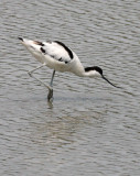 BIRD - AVOCET - PIED AVOCET - MAI PO WETLANDS HONG KONG 55.JPG
