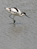 BIRD - AVOCET - PIED AVOCET - MAI PO WETLANDS HONG KONG 62.JPG