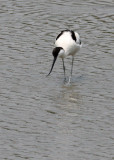 BIRD - AVOCET - PIED AVOCET - MAI PO WETLANDS HONG KONG (69).JPG