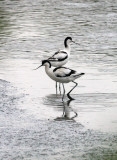 BIRD - AVOCET - PIED AVOCET - MAI PO WETLANDS HONG KONG (89).JPG
