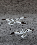 BIRD - AVOCET - PIED AVOCET - MAI PO WETLANDS HONG KONG (165).JPG