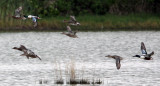 BIRD - DUCK - NORTHERN SHOVELER - MAI PO WETLANDS HONG KONG (16).JPG