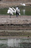 BIRD - SPOONBILL - BLACK-FACED SPOONBILL - MAI PO WETLANDS HONG KONG (12).JPG
