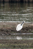 BIRD - SPOONBILL - BLACK-FACED SPOONBILL - MAI PO WETLANDS HONG KONG (132).JPG