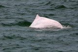 CETACEA - DOLPHIN - PACIFIC HUMPBACKED DOLPHIN - HONG KONG HARBOR (11).JPG