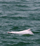 CETACEA - DOLPHIN - PACIFIC HUMPBACKED DOLPHIN - HONG KONG HARBOR (41).JPG