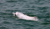 CETACEA - DOLPHIN - PACIFIC HUMPBACKED DOLPHIN - HONG KONG HARBOR (53).JPG