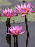 MAI PO WETLANDS HONG KONG (27).JPG