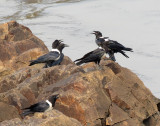 BIRD - CROW - PIED CROW - BANGUI CENTRAL AFRICAN REPUBLIC.JPG