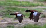 BIRD - DUCK - HARTLAUB'S DUCK - DZANGA BAI - DZANGA NDOKI NP CENTRAL AFRICAN REPUBLIC (10).JPG