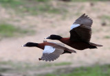 BIRD - DUCK - HARTLAUBS DUCK - DZANGA BAI - DZANGA NDOKI NP CENTRAL AFRICAN REPUBLIC (13).JPG