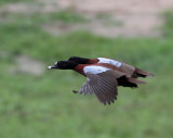 BIRD - DUCK - HARTLAUB'S DUCK - DZANGA BAI - DZANGA NDOKI NP CENTRAL AFRICAN REPUBLIC (16).JPG