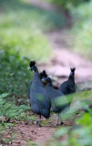 BIRD - GUINEAFOWL - CRESTED GUINEAFOWL - DZANGHA NDOKI NATIONAL PARK - CENTRAL AFRICAN REPUBLIC (1).JPG