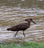 BIRD - HAMMERKOP - DZANGA BAI - DZANGA NDOKI NP CENTRAL AFRICAN REPUBLIC (5).JPG