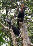 BIRD - HORNBILL - BLACK-CASQUED WATTLED HORNBILL - DZANGA NDOKI NATIONAL PARK CENTRAL AFRICAN REPUBLIC (11).JPG