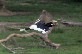 BIRD - HORNBILL - WHITE-THIGHED HORNBILL - DZANGA BAI - DZANGA NDOKI NATIONAL PARK CENTRAL AFRICAN REPUBLIC (16).JPG