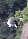 BIRD - HORNBILL - WHITE-THIGHED HORNBILL - DZANGA BAI - DZANGA NDOKI NATIONAL PARK CENTRAL AFRICAN REPUBLIC (4).JPG