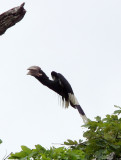 BIRD - HORNBILL - WHITE-THIGHED HORNBILL - DZANGA BAI DZANGA NDOKI NATIONAL PARK CENTRAL AFRICAN REPUBLIC (1).JPG