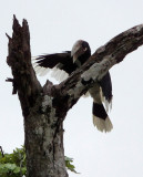 BIRD - HORNBILL - WHITE-THIGHED HORNBILL - DZANGA BAI DZANGA NDOKI NATIONAL PARK CENTRAL AFRICAN REPUBLIC (2).JPG