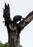 BIRD - HORNBILL - WHITE-THIGHED HORNBILL - DZANGA BAI DZANGA NDOKI NATIONAL PARK CENTRAL AFRICAN REPUBLIC (3).JPG