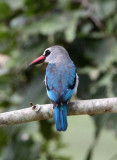 BIRD - KINGFISHER - WOODLAND KINGFISHER - DZANGA BAI - DZANGA NDOKI NATIONAL PARK CENTRAL AFRICAN REPUBLIC (2).JPG
