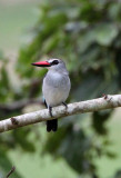 BIRD - KINGFISHER - GREY-HEADED KINGFISHER - DZANGA BAI - DZANGA NDOKI NP CENTRAL AFRICAN REPUBLIC (5).JPG