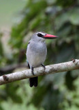 BIRD - KINGFISHER - GREY-HEADED KINGFISHER - DZANGA BAI - DZANGA NDOKI NP CENTRAL AFRICAN REPUBLIC (7).JPG