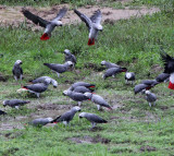 BIRD - PARROT - AFRICAN GREY PARROT - DZANGA BAI - DZANGA NDOKI NP CENTRAL AFRICAN REPUBLIC (11).JPG