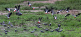 BIRD - PARROT - AFRICAN GREY PARROT - DZANGA BAI - DZANGA NDOKI NP CENTRAL AFRICAN REPUBLIC (20).JPG