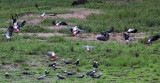 BIRD - PARROT - AFRICAN GREY PARROT - DZANGA BAI - DZANGA NDOKI NP CENTRAL AFRICAN REPUBLIC (21).JPG