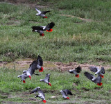 BIRD - PARROT - AFRICAN GREY PARROT - DZANGA BAI - DZANGA NDOKI NP CENTRAL AFRICAN REPUBLIC (37).JPG