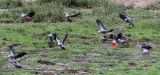 BIRD - PARROT - AFRICAN GREY PARROT - DZANGA BAI - DZANGA NDOKI NP CENTRAL AFRICAN REPUBLIC (44).JPG