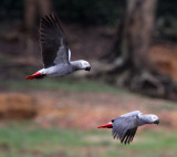 BIRD - PARROT - AFRICAN GREY PARROT - DZANGA BAI - DZANGA NDOKI NP CENTRAL AFRICAN REPUBLIC (47).JPG