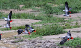 BIRD - PARROT - AFRICAN GREY PARROT - DZANGA BAI - DZANGA NDOKI NP CENTRAL AFRICAN REPUBLIC (8).JPG