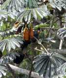 BIRD - TURACO - GREAT BLUE TURACO - DZANGA NDOKI NATIONAL PARK CENTRAL AFRICAN REPUBLIC (5).JPG