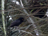 BIRD - WEAVER - VIEILLOT'S BLACK WEAVER - BAYANGA VILLAGE - DZANGA NDOKI NATIONAL PARK CENTRAL AFRICAN REPUBLIC (5).JPG