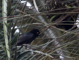 BIRD - WEAVER - VIEILLOTS BLACK WEAVER - BAYANGA VILLAGE -  DZANGA NDOKI NATIONAL PARK CENTRAL AFRICAN REPUBLIC (5).JPG