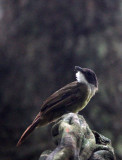 BIRD - Yellow-throated Greenbul (Chlorocichla flavicollis) - DZANGA NDOKI NATIONAL PARK CENTRAL AFRICAN REPUBLIC (8).JPG