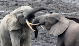 ELEPHANT - FOREST ELEPHANT - DZANGA BAI - DZANGA NDOKI NATIONAL PARK CENTRAL AFRICAN REPUBLIC (31).JPG