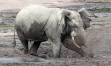 ELEPHANT - FOREST ELEPHANT - DZANGA BAI - DZANGA NDOKI NATIONAL PARK CENTRAL AFRICAN REPUBLIC (64).JPG