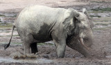 ELEPHANT - FOREST ELEPHANT - DZANGA BAI - DZANGA NDOKI NATIONAL PARK CENTRAL AFRICAN REPUBLIC (70).JPG