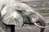ELEPHANT - FOREST ELEPHANT - DZANGA BAI - DZANGA NDOKI NATIONAL PARK CENTRAL AFRICAN REPUBLIC (73).jpg
