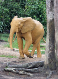 ELEPHANT - FOREST ELEPHANT - DZANGA BAI - DZANGA NDOKI NP CENTRAL AFRICAN REPUBLIC (118).JPG