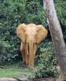 ELEPHANT - FOREST ELEPHANT - DZANGA BAI - DZANGA NDOKI NP CENTRAL AFRICAN REPUBLIC (167).JPG