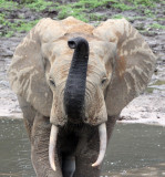 ELEPHANT - FOREST ELEPHANT - DZANGA BAI - DZANGA NDOKI NP CENTRAL AFRICAN REPUBLIC (194).JPG