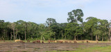 ELEPHANT - FOREST ELEPHANT - DZANGA BAI - DZANGA NDOKI NP CENTRAL AFRICAN REPUBLIC (240).JPG