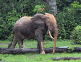 ELEPHANT - FOREST ELEPHANT - DZANGA BAI - DZANGA NDOKI NP CENTRAL AFRICAN REPUBLIC (25).JPG