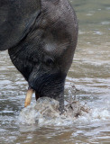 ELEPHANT - FOREST ELEPHANT - DZANGA BAI - DZANGA NDOKI NP CENTRAL AFRICAN REPUBLIC (49).JPG